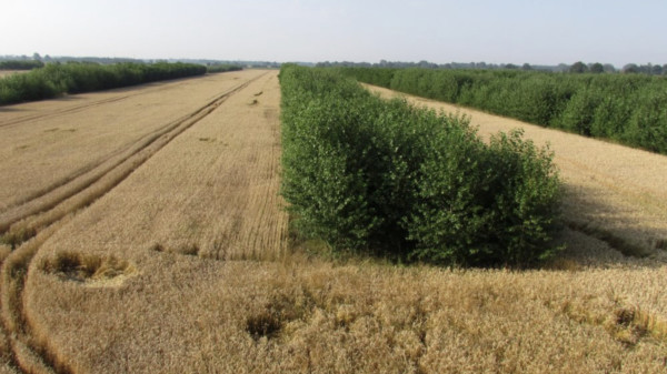 Agroforstsystem mit Pappeln und Getreide